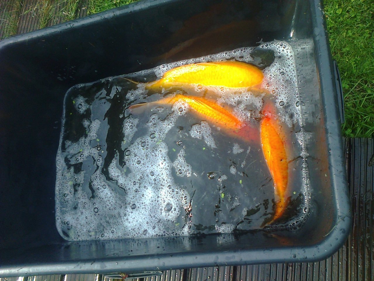 24 Kois zurückgelassen